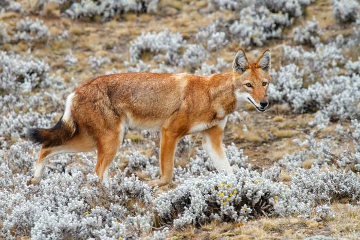 Ethiopian Wolf