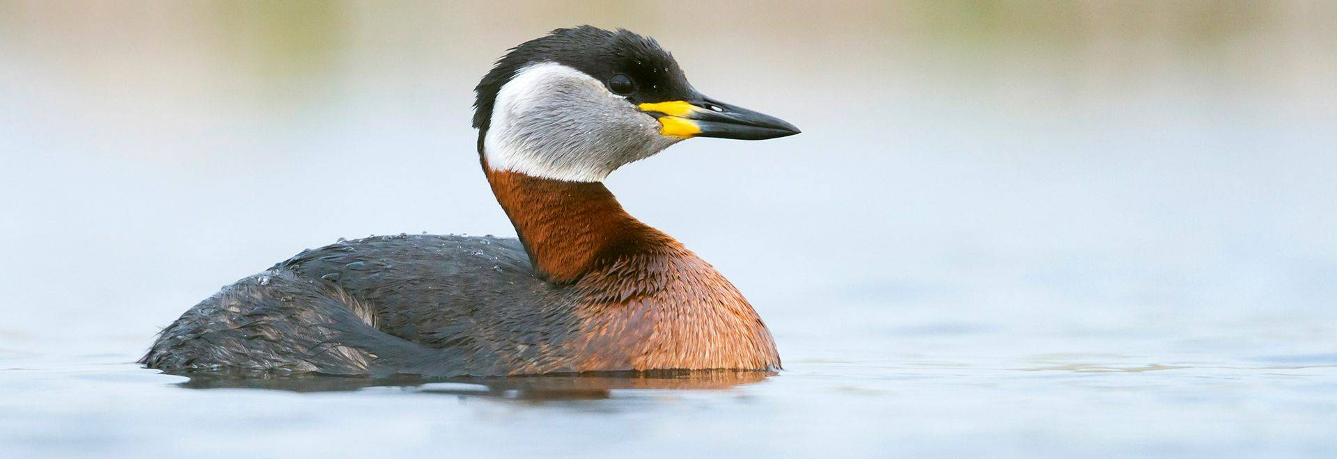 Red Necked Grebe Shutterstock 1230804559