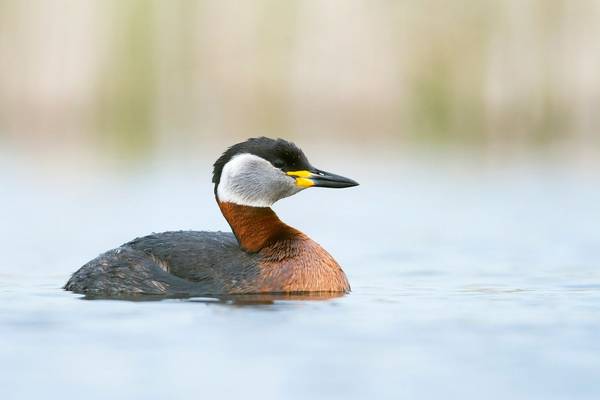 Red Necked Grebe Shutterstock 1230804559