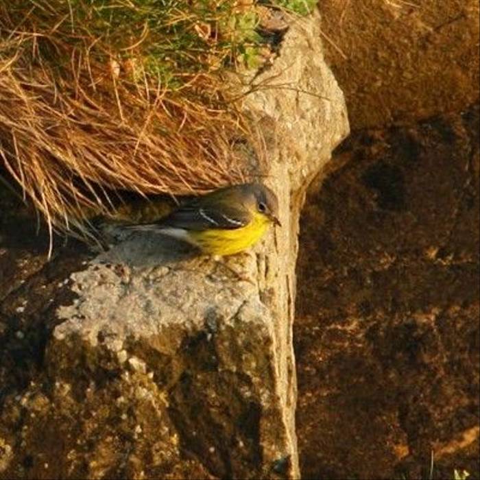 Fair Isle - Magnolia Warbler (Steve Arlow).jpg