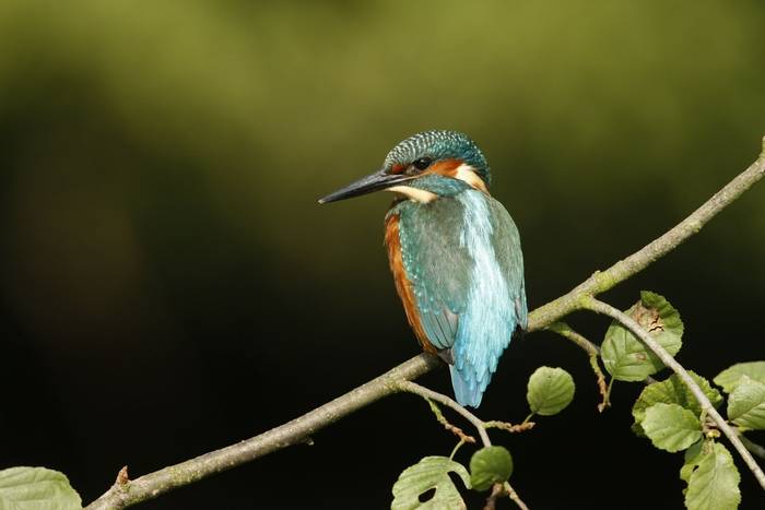 Kingfisher , UK shutterstock_156115376.jpg