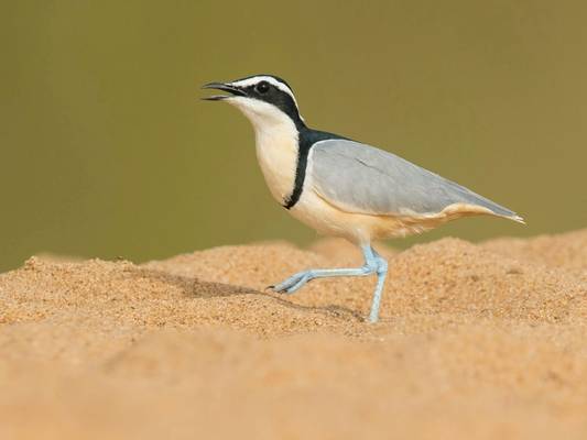 Egyptian Plover shutterstock_1845438292.jpg