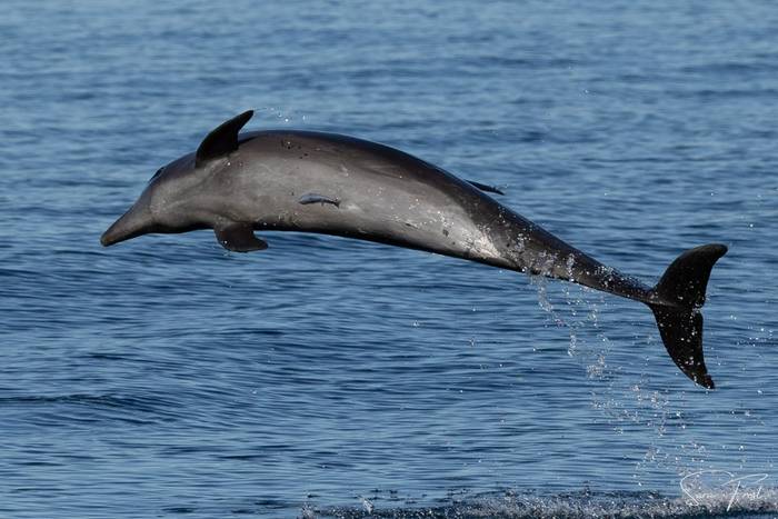 Bottlenose Dolphin (Sara Frost) (2).jpg