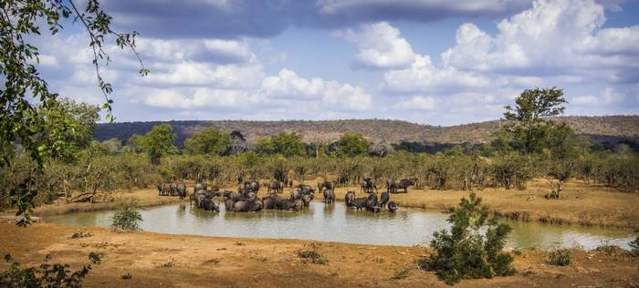 African Buffalo, Kruger shutterstock_563887696.jpg