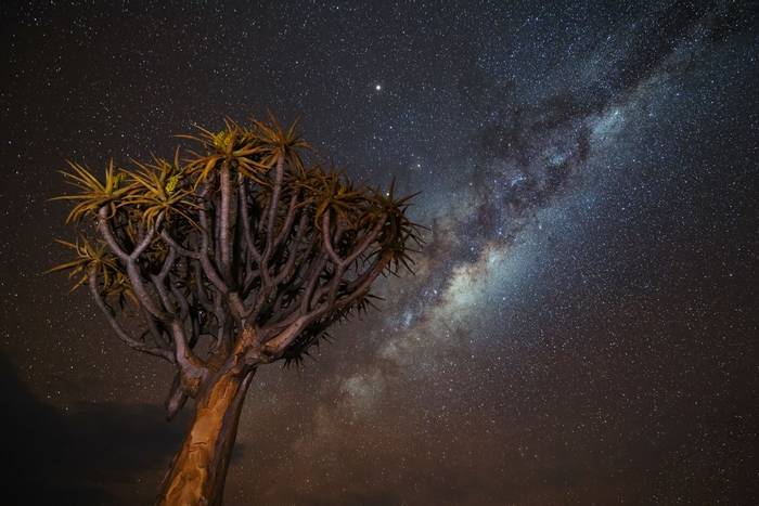 Milky Way over Quiver Tree, Namibia
