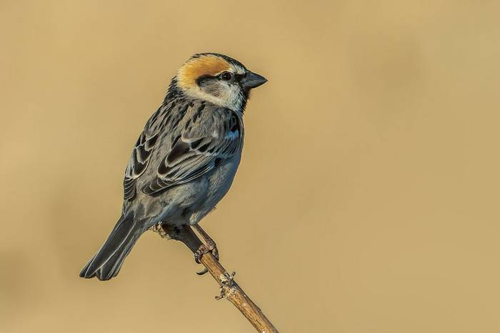 Saxual Sparrow, Mongolia shutterstock_1279623577.jpg