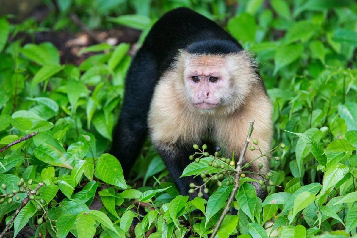 White-faced Capuchin Monkey (Ian Talboys)