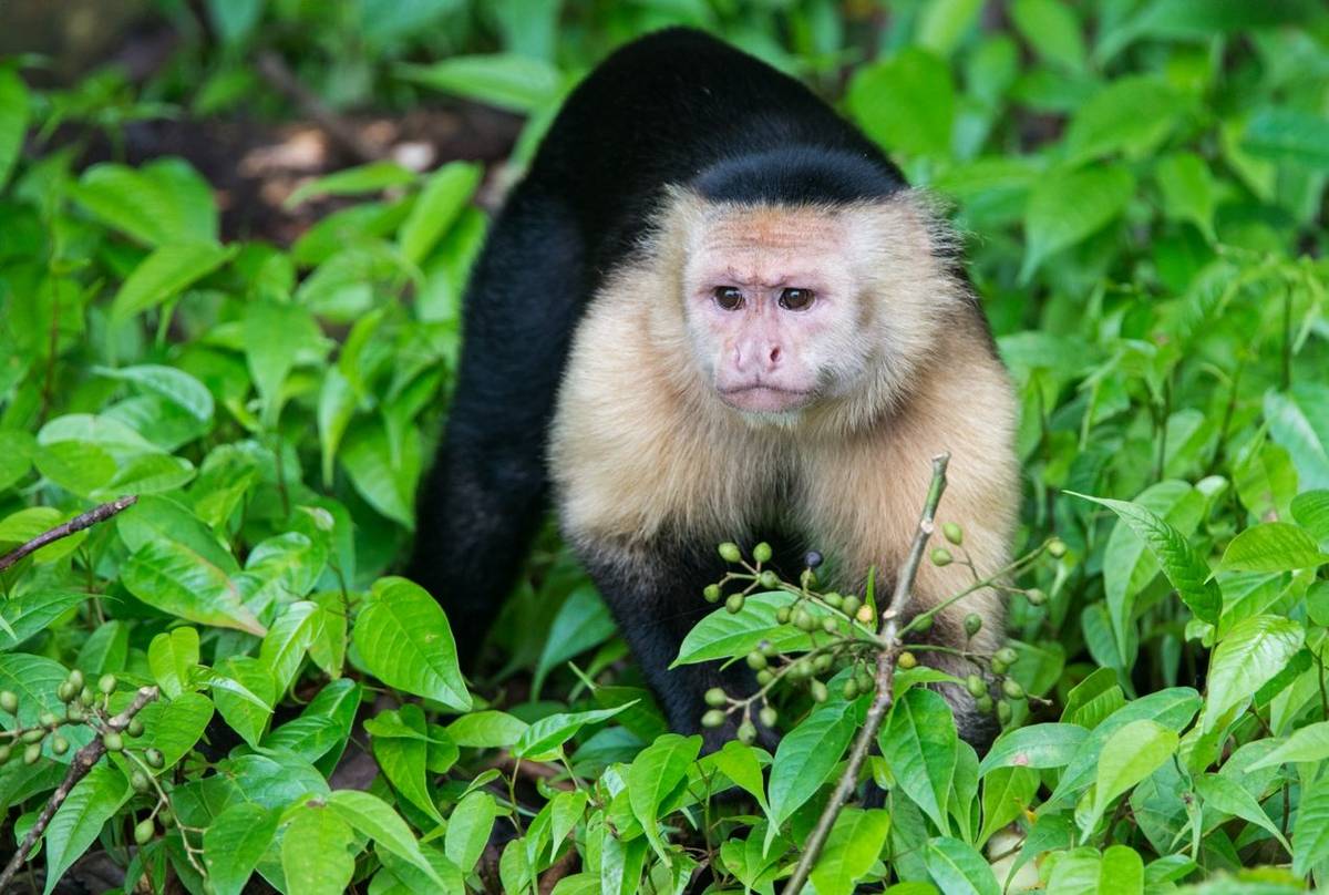 White-faced Capuchin Monkey (Ian Talboys)
