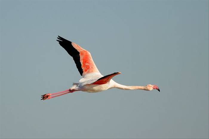 Greater Flamingo (David Morris)
