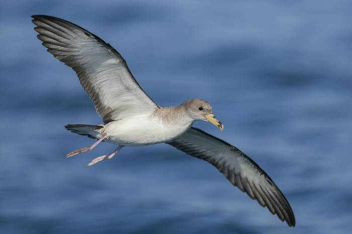 Scopoli's Shearwater