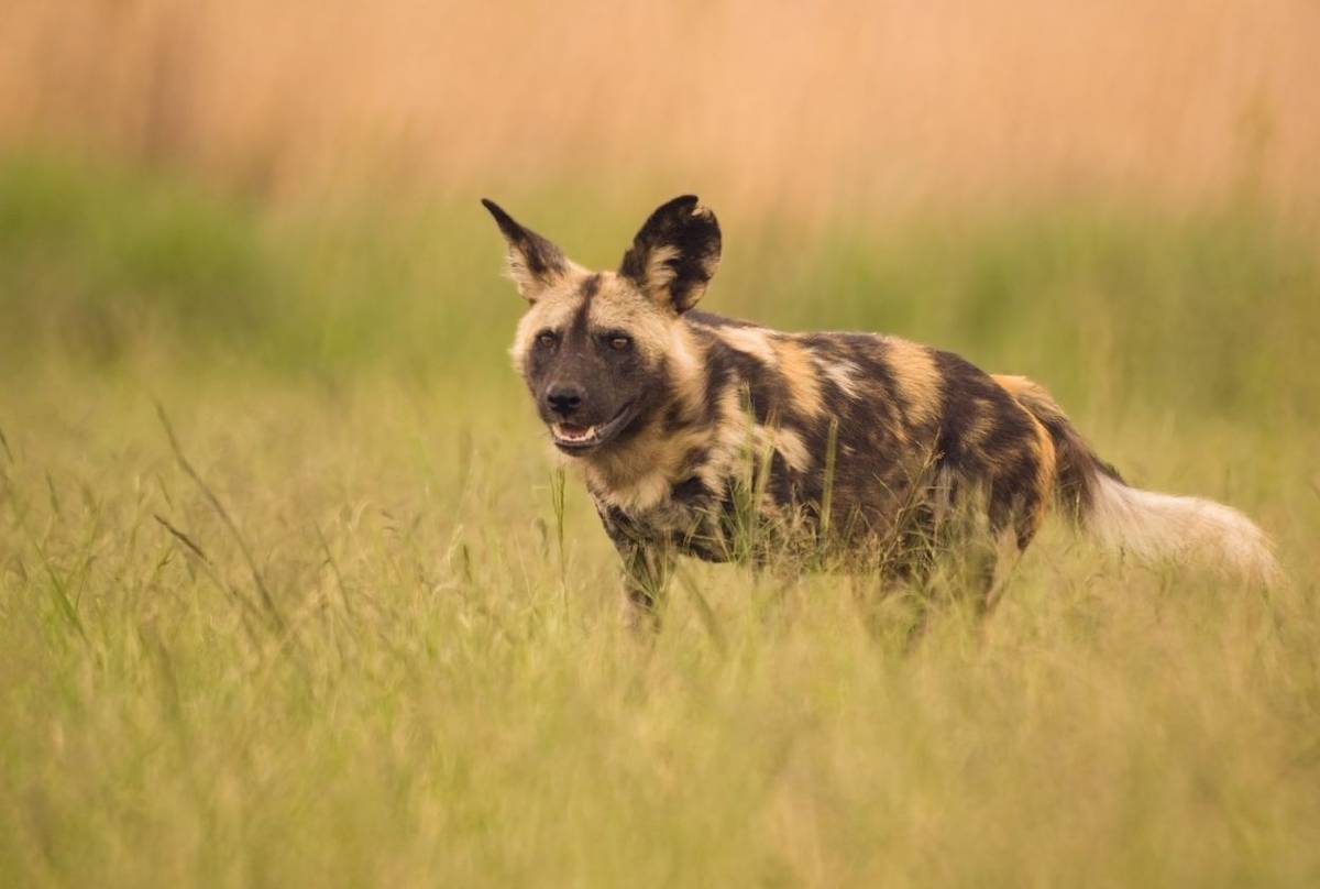 African Wild Dog