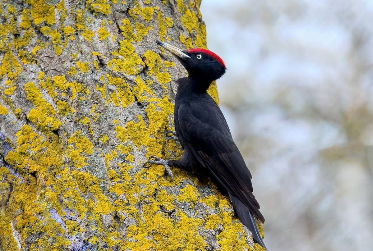Black Woodpecker shutterstock_776378848.jpg