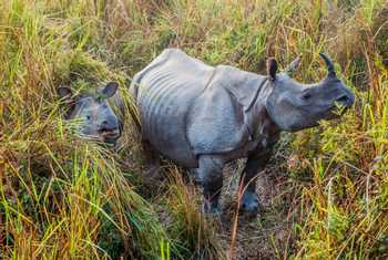 One Horned Rhino, Kaziranga Shutterstock 783021385