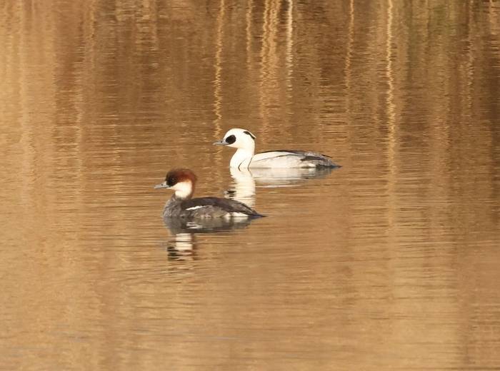 Smew, male & female, Tom Brereton.jpg