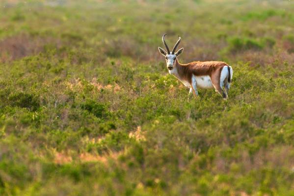 Goitered Gazelle, Azerbaijan