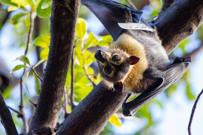 Flying Fox, Australia shutterstock_1173054577.jpg