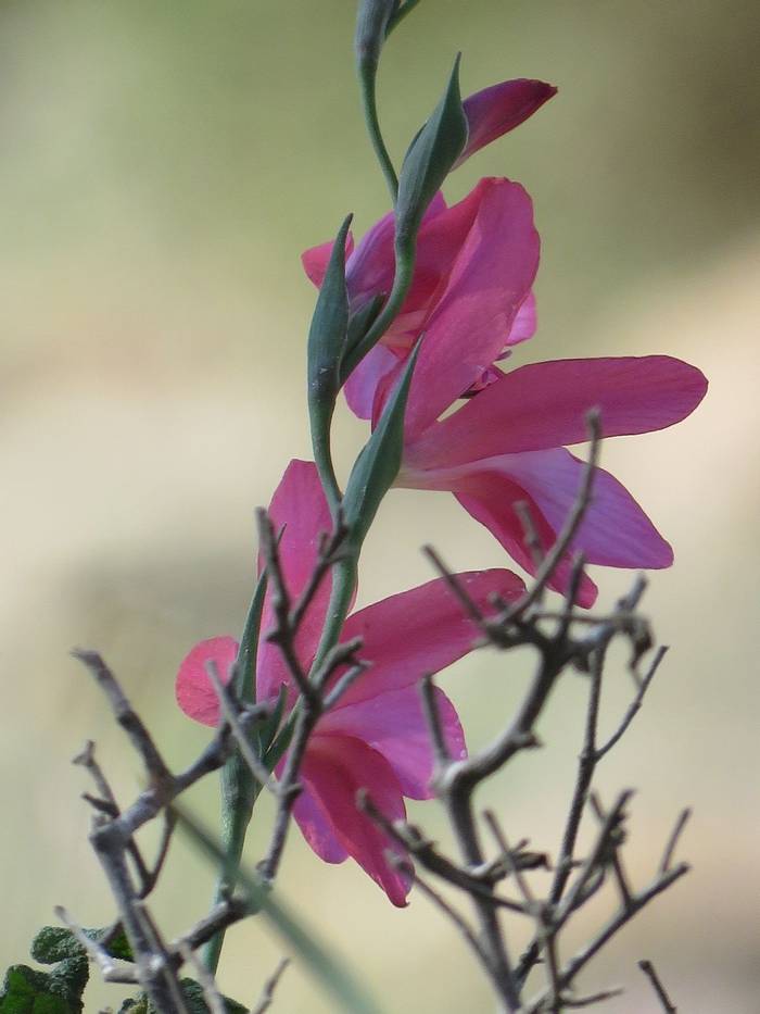 Endemic Gladiolus triphyllus, Akamas Peninsula (Heather Osborne)