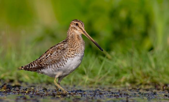 Common Snipe shutterstock_1144463141.jpg
