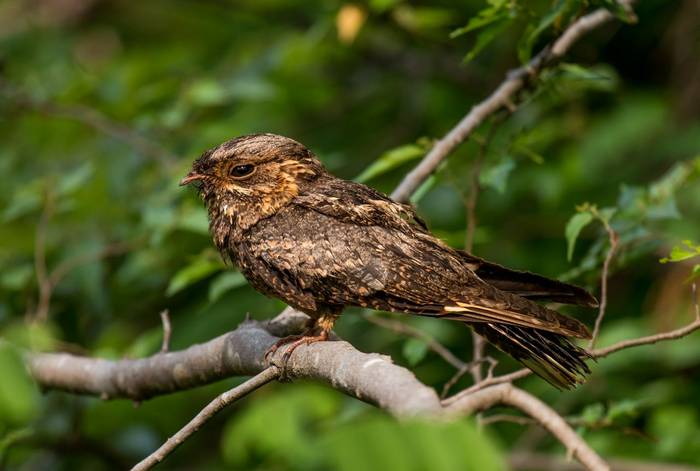 Madagascar Nightjar, Anjajavy le Lodge.jpg