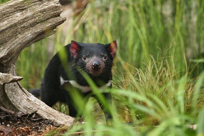 Tasmanian Devil, Australia shutterstock_2040550907.jpg