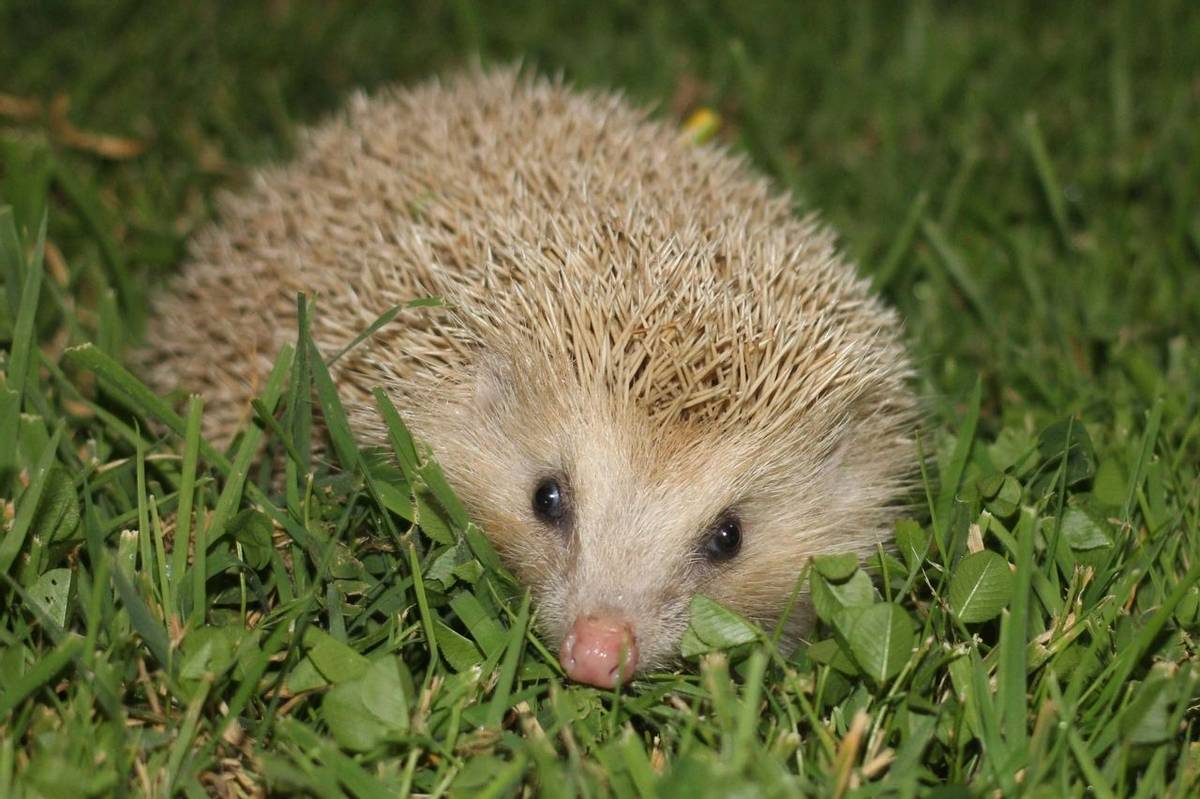 Blonde Hedgehog (Martin Batt)