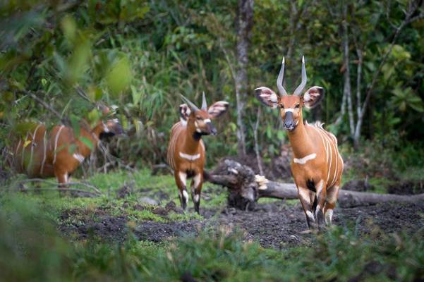 Odzala Discovery Camps   The Rare Bongo