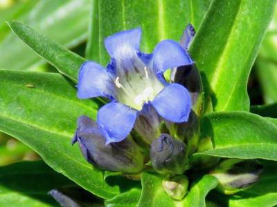 Cross-Gentian