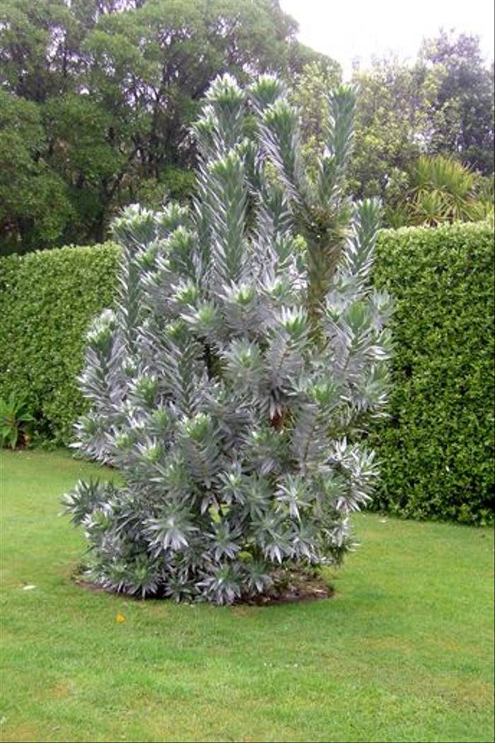 Leucadendron argentum, Silver Tree (Dawn Nelson)