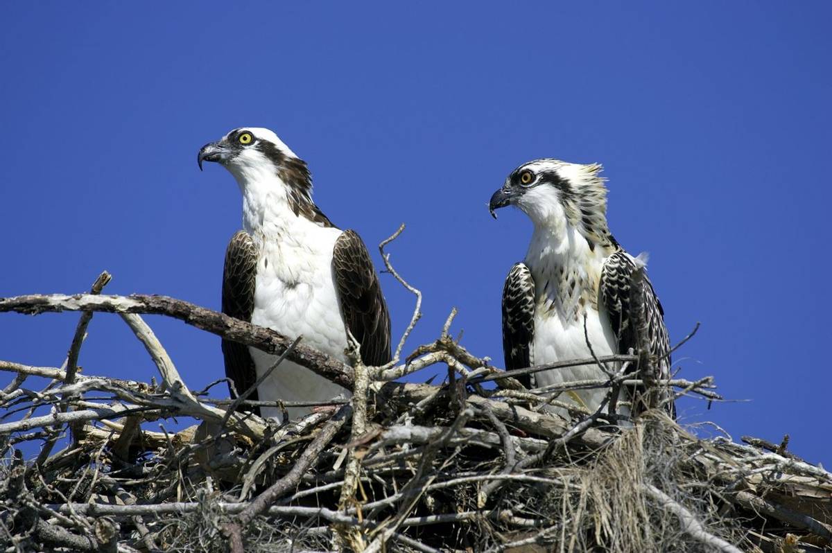 Wildlife - Ospreys Nest - AdobeStock_46178.jpeg