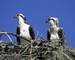 Wildlife - Ospreys Nest - AdobeStock_46178.jpeg