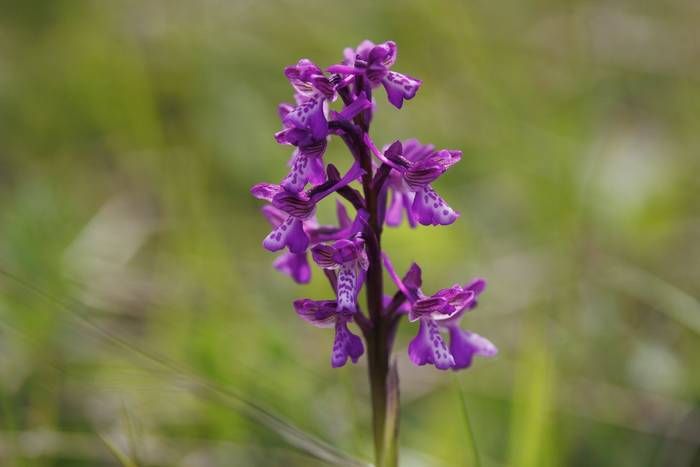 Green-winged Orchid © Giorgi Natsvlishvili, May 2026
