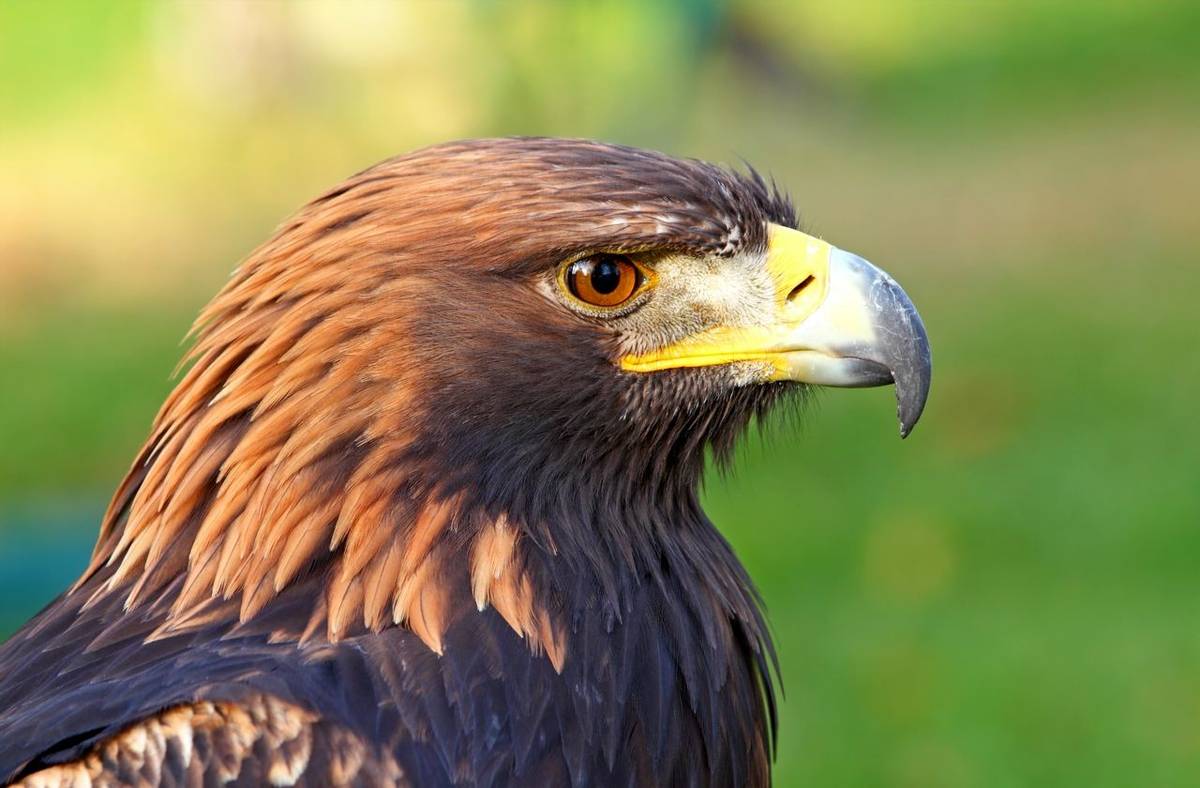 Portrait of a Golden Eagle (Aquila chrysaetos)