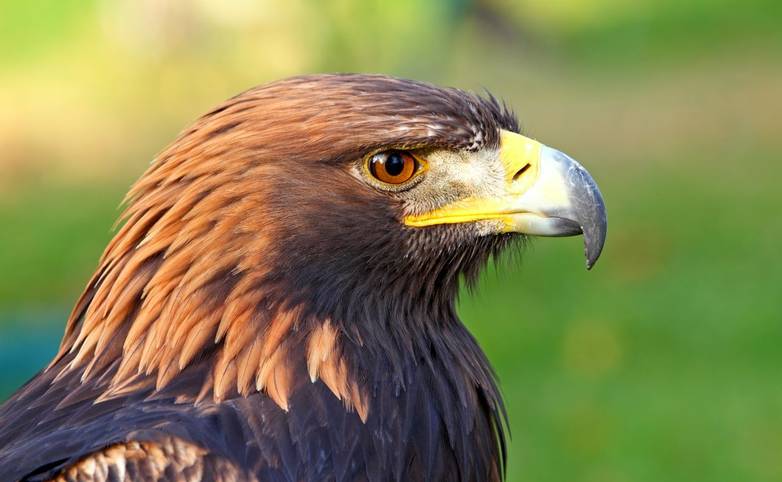 Portrait of a Golden Eagle (Aquila chrysaetos)