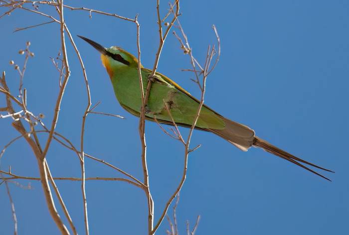 Blue-cheeked Bee-eater © Chris Griffin