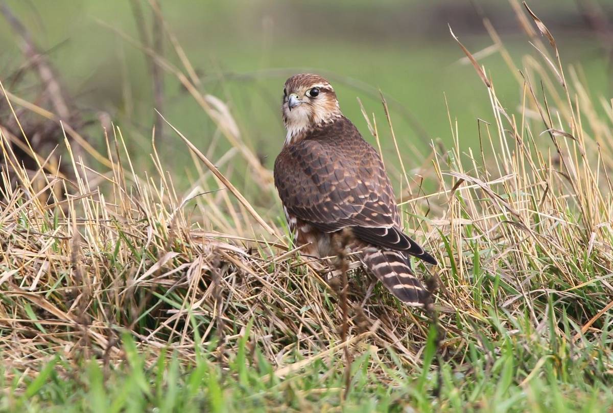 Merlin shutterstock_705439255.jpg
