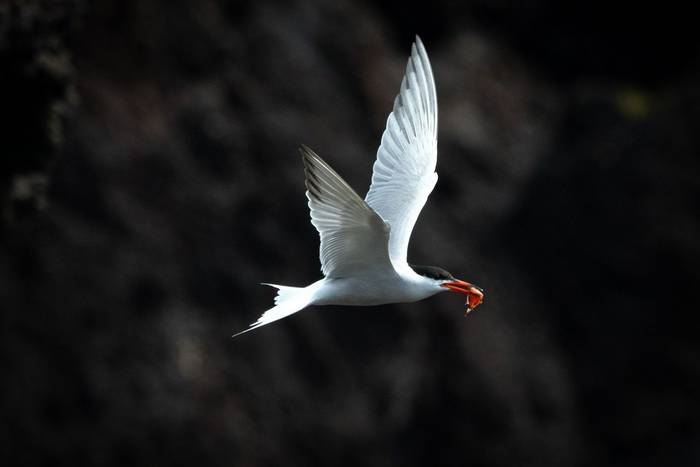 Common Tern (Sara Frost).jpg