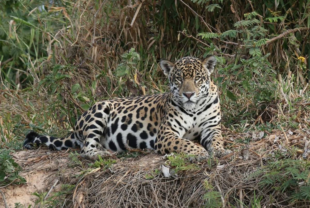 Jaguar (Pat Taylor)