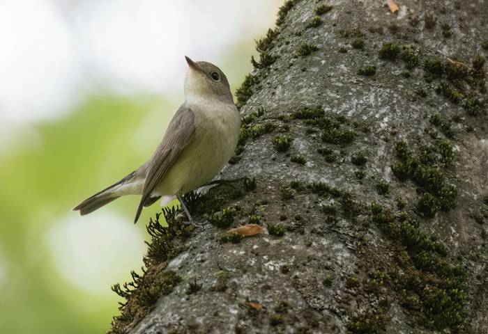 Red-breasted Flycatcher © Chris Griffin, April 2025