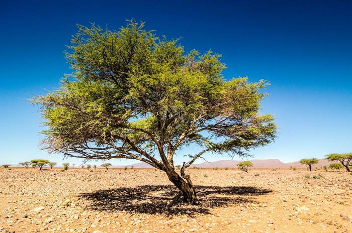 Hamada Desert, Iriqui National Park