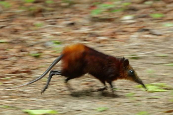 Golden-rumped Elephant Shrew © Laura and Bobby Bok, April 2023