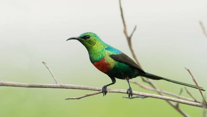 Beautiful Sunbird, Gambia Shutterstock 215217211