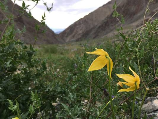 Clematis tangutica