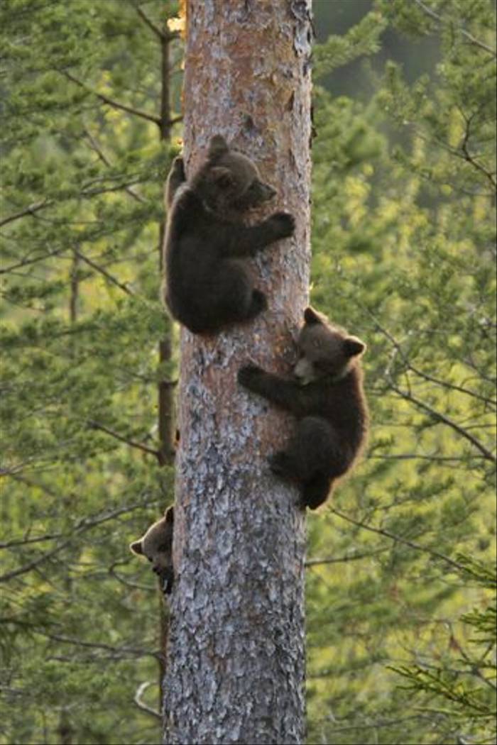Bear cubs, Sweden (Hakan Vargas)