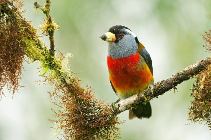 Toucan Barbet, Ecuador shutterstock_2149184907.jpg