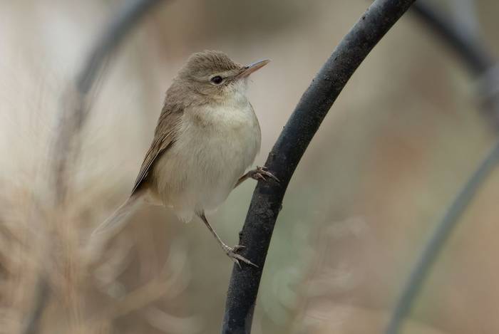 Syke's Warbler © Chris Griffin, May 2025