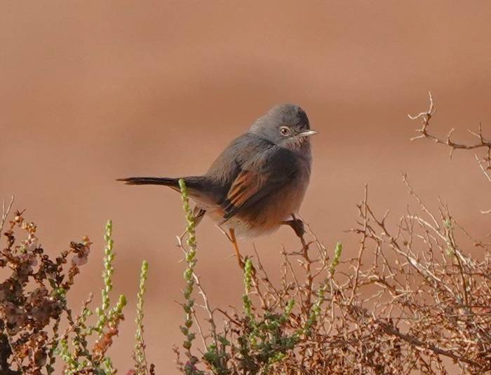 Tristram's Warbler © Martin Pitt, December 2025 tour