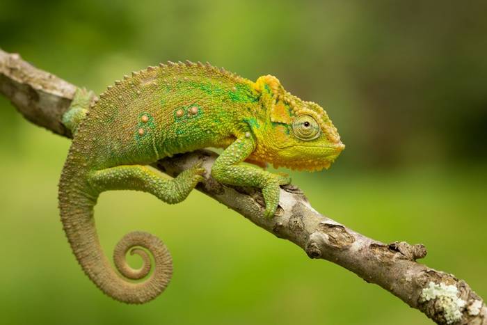 Emerald Dwarf Chameleon (Bradypodion sp) © Tyrone Ping 2020
