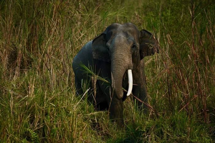 Kaziranga National Park Asian Elephant  (Mark Stratton)