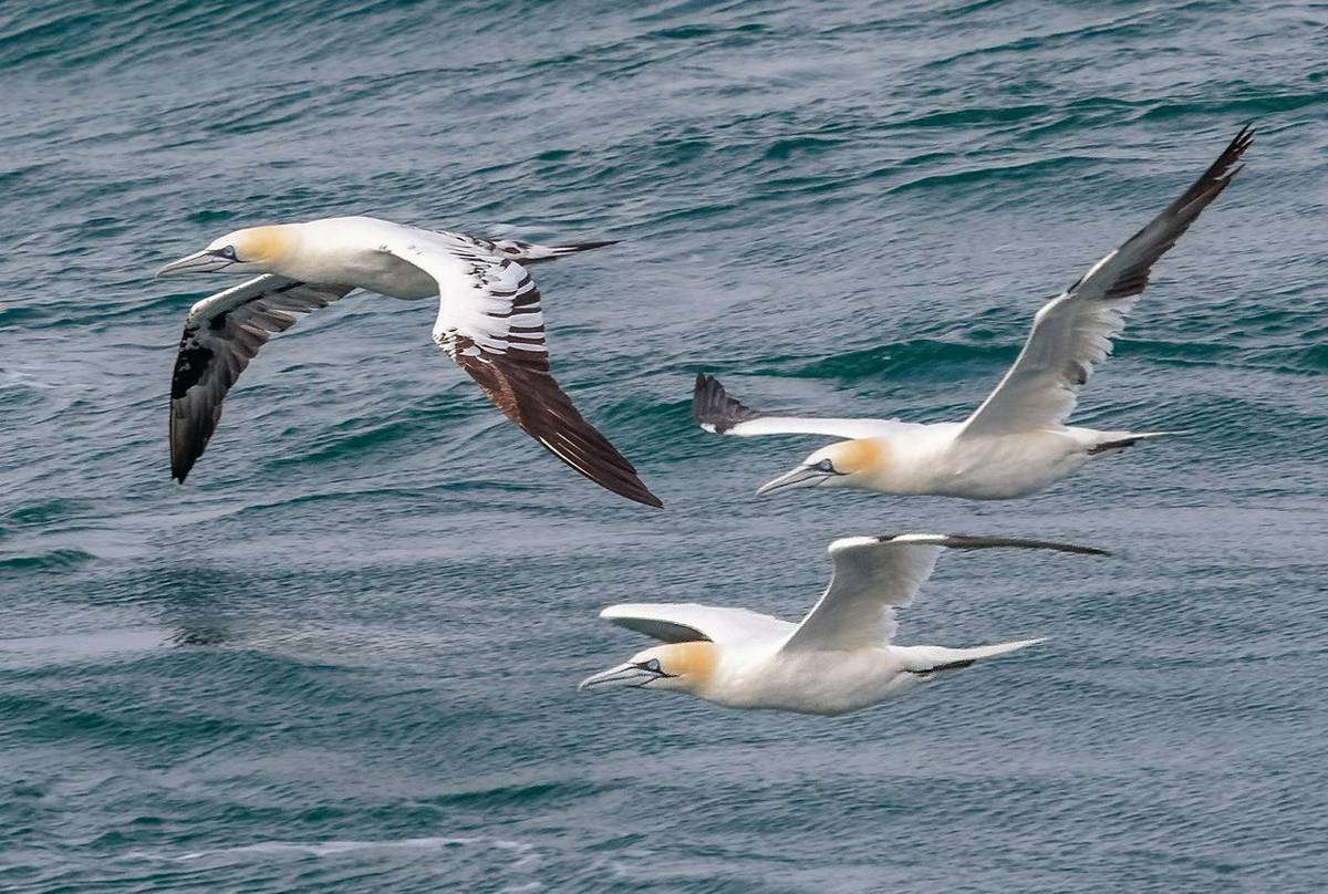 Gannets-shutterstock_1016919451.jpg