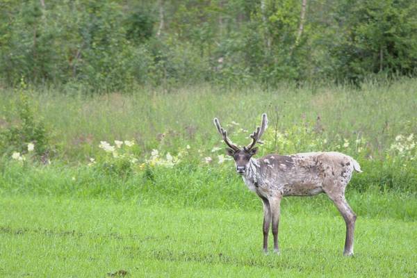Forest Reindeer (Jan Kelchtermans) Image
